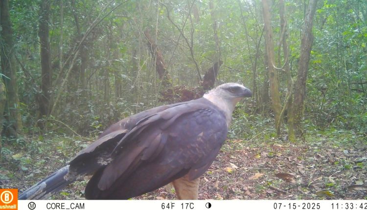 Material captado pelo Projeto Onças do Iguaçu flagrou um uiraçu, uma das aves mais raras da América do Sul