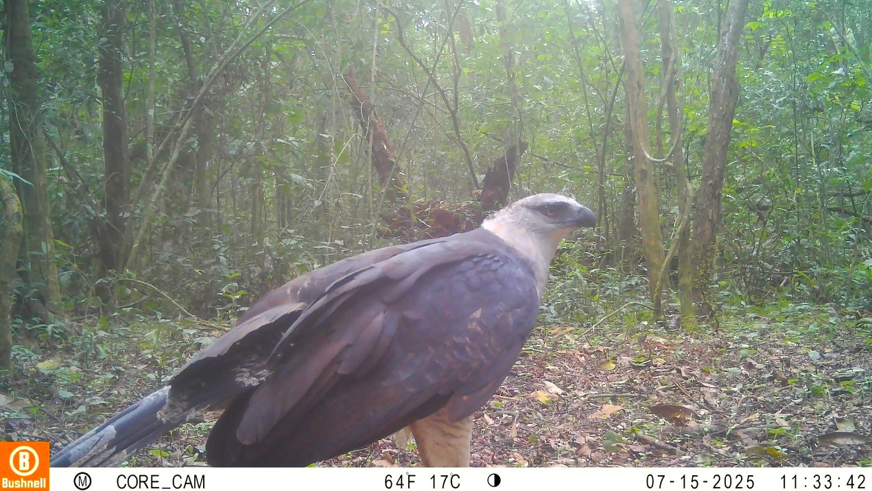 Material captado pelo Projeto Onças do Iguaçu flagrou um uiraçu, uma das aves mais raras da América do Sul