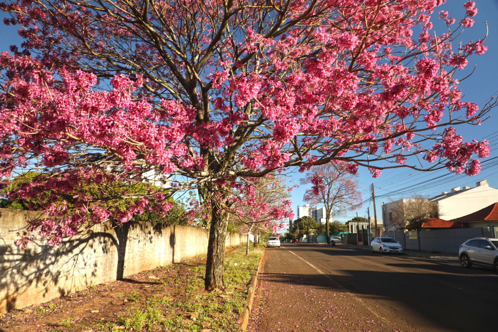 Segunda a Secretaria de Meio Ambiente, a cidade abriga ipês amarelos, brancos, roxos e rosas Crédito: Prefeitura de Cascavel