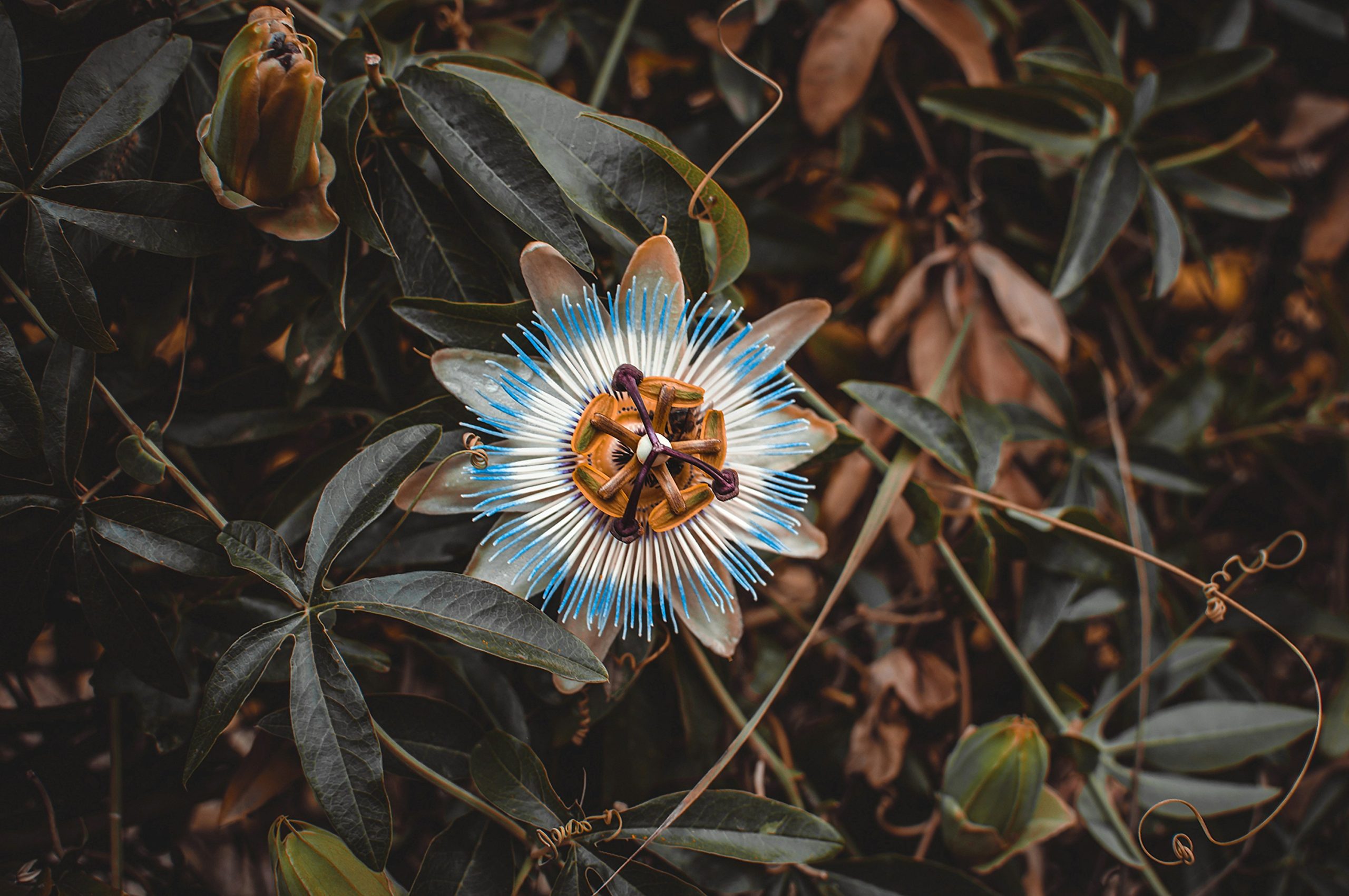 Passiflora possui propriedades calmantes, é indicada para ansiedade e insônia Créditos: Julia Kadel / Unsplash