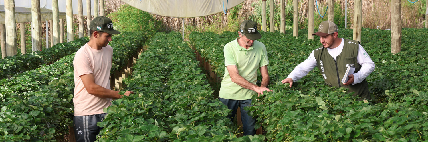 Profissionais prestam assessoria direta aos produtores rurais Crédito: Sistema FAEP