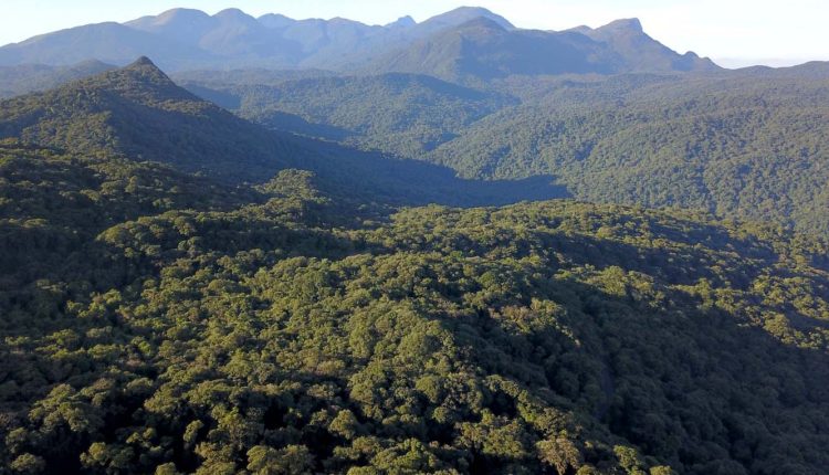 Mata Atlântica