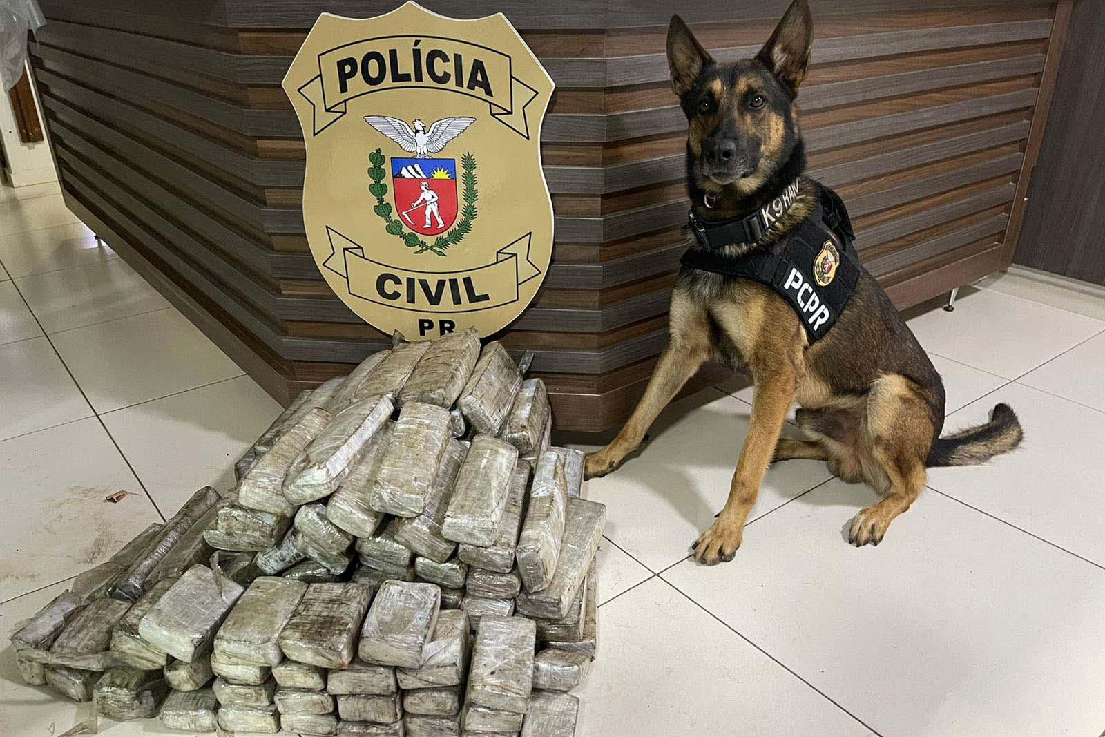 Cães da PCPR ajudaram a tirar 5,7 toneladas de drogas de circulação em 2025 Crédito: PCPR