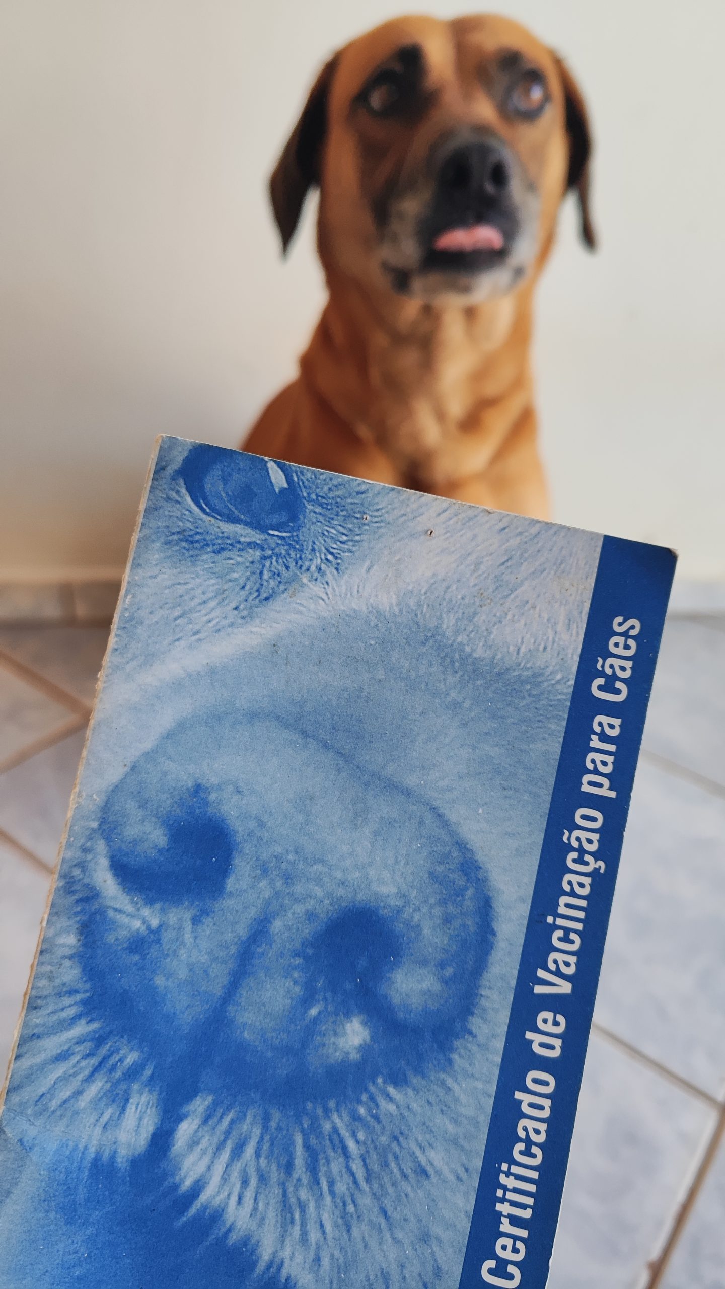 O lado bom de toda essa crendice é aproveitar o período para reforçar a imunização dos pets na prevenção da raiva Crédito: Janaí Vieira