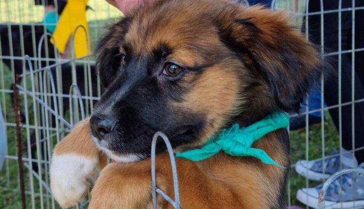 No sábado, a partir das 9h, o espaço recebe campanha de vacinação contra a raiva em cães e gatos; nos dias 30 e 31, à tarde, feira de adoção de animais Crédito: Prefeitura de Toledo