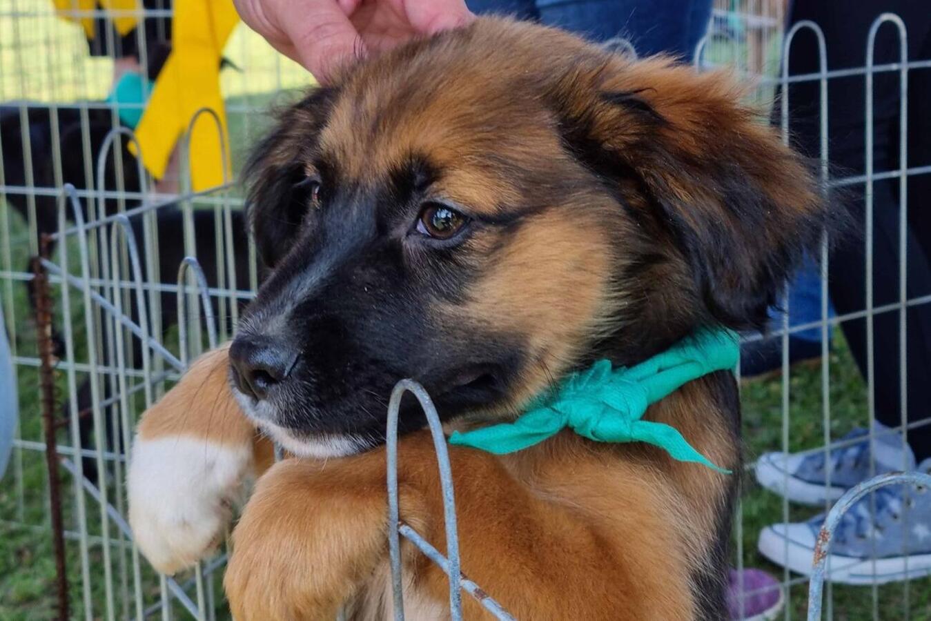 No sábado, a partir das 9h, o espaço recebe campanha de vacinação contra a raiva em cães e gatos; nos dias 30 e 31, à tarde, feira de adoção de animais Crédito: Prefeitura de Toledo