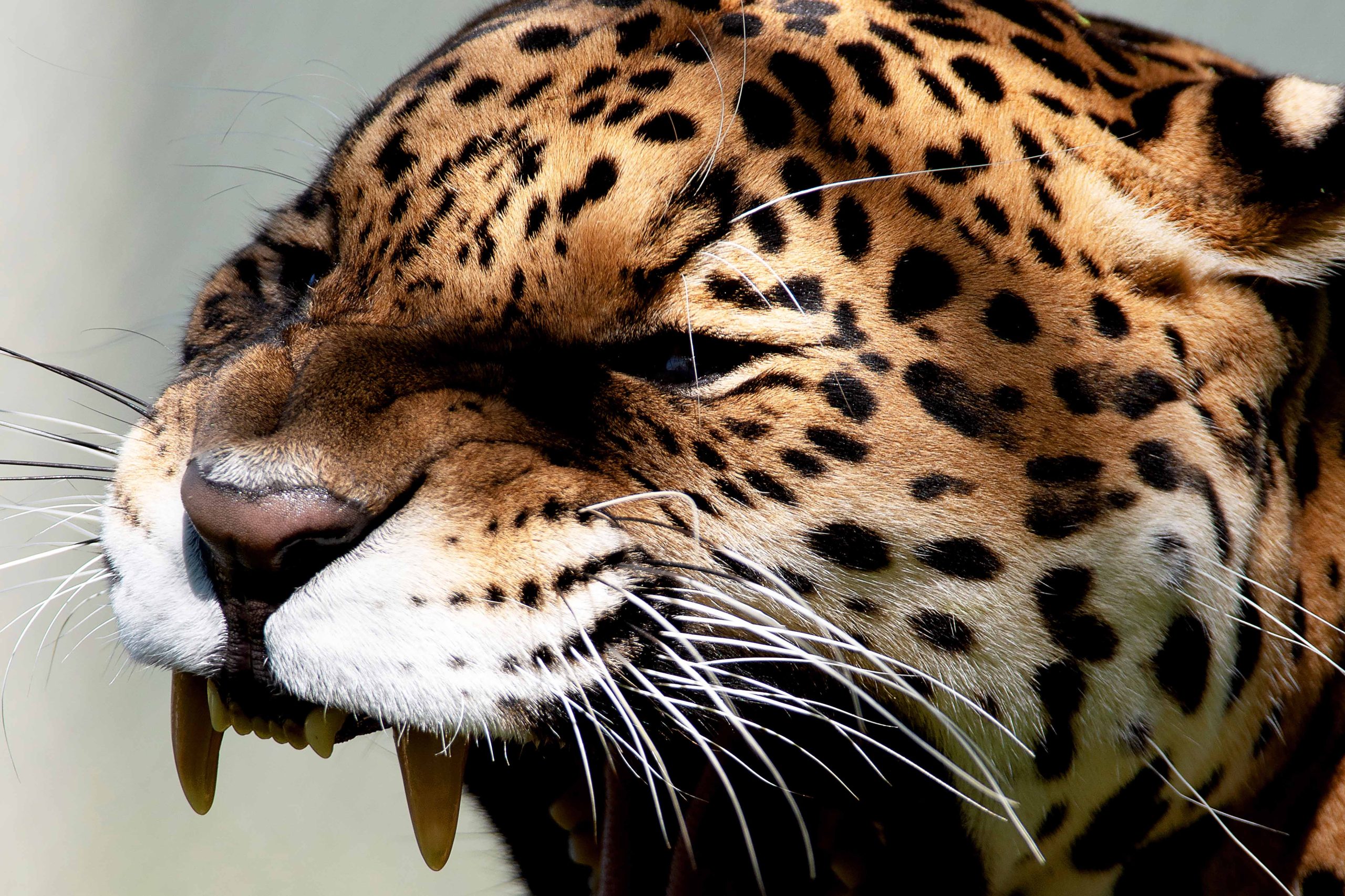 Fauna