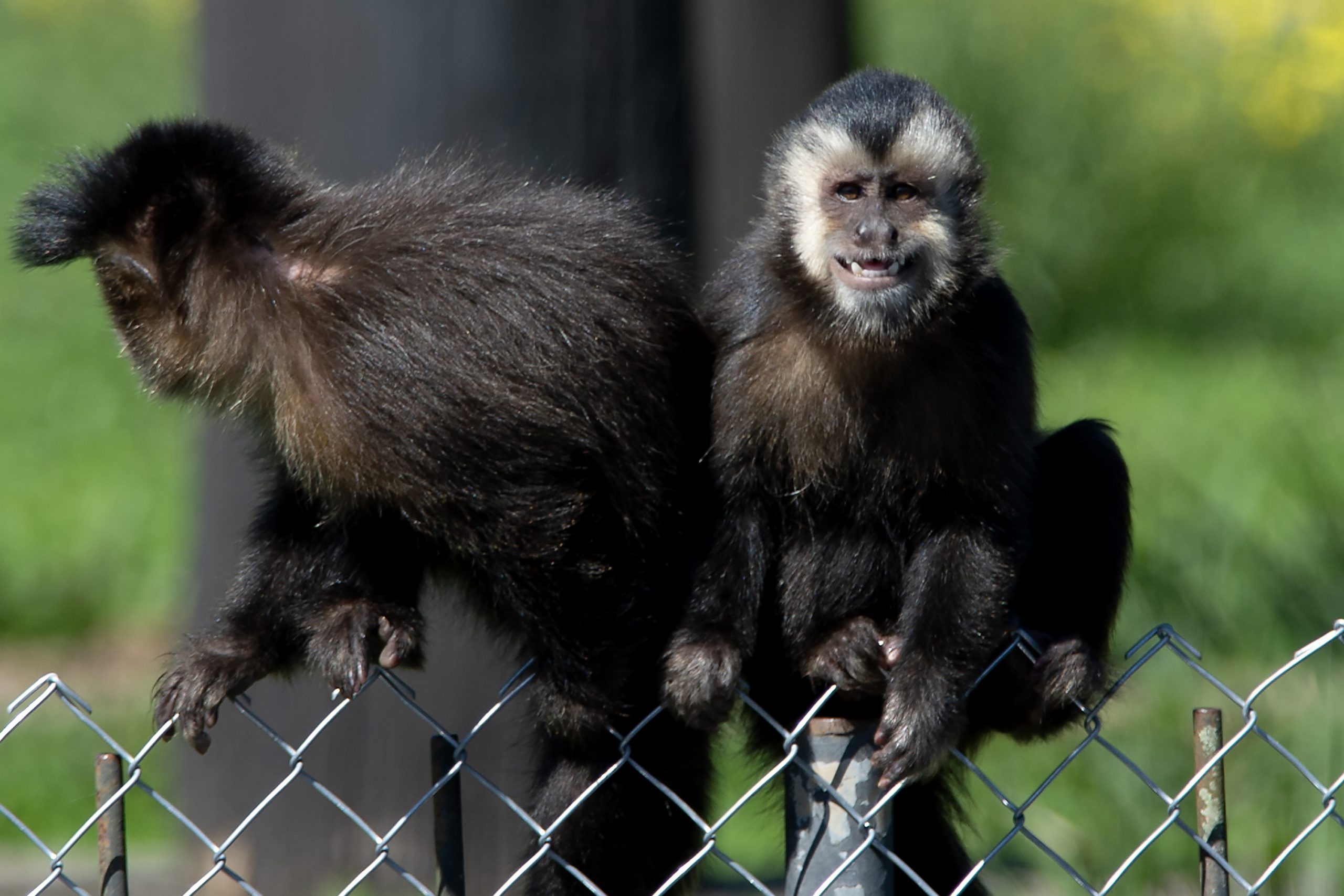 Zoológico