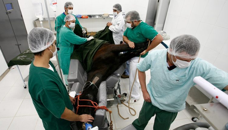 Hospital Veterinário da UEM completa 21 anos com mais de 60 mil procedimentos realizados Crédito: UEM