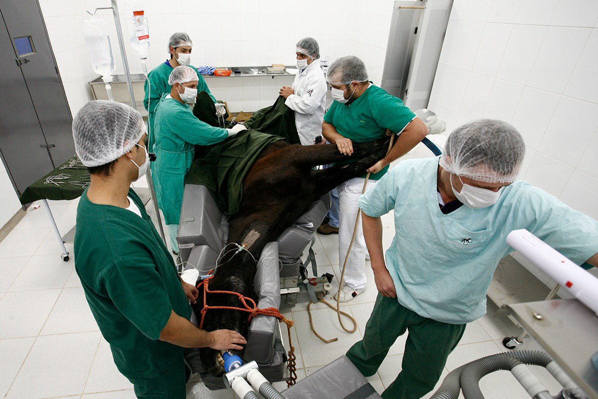 Hospital Veterinário da UEM completa 21 anos com mais de 60 mil procedimentos realizados Crédito: UEM