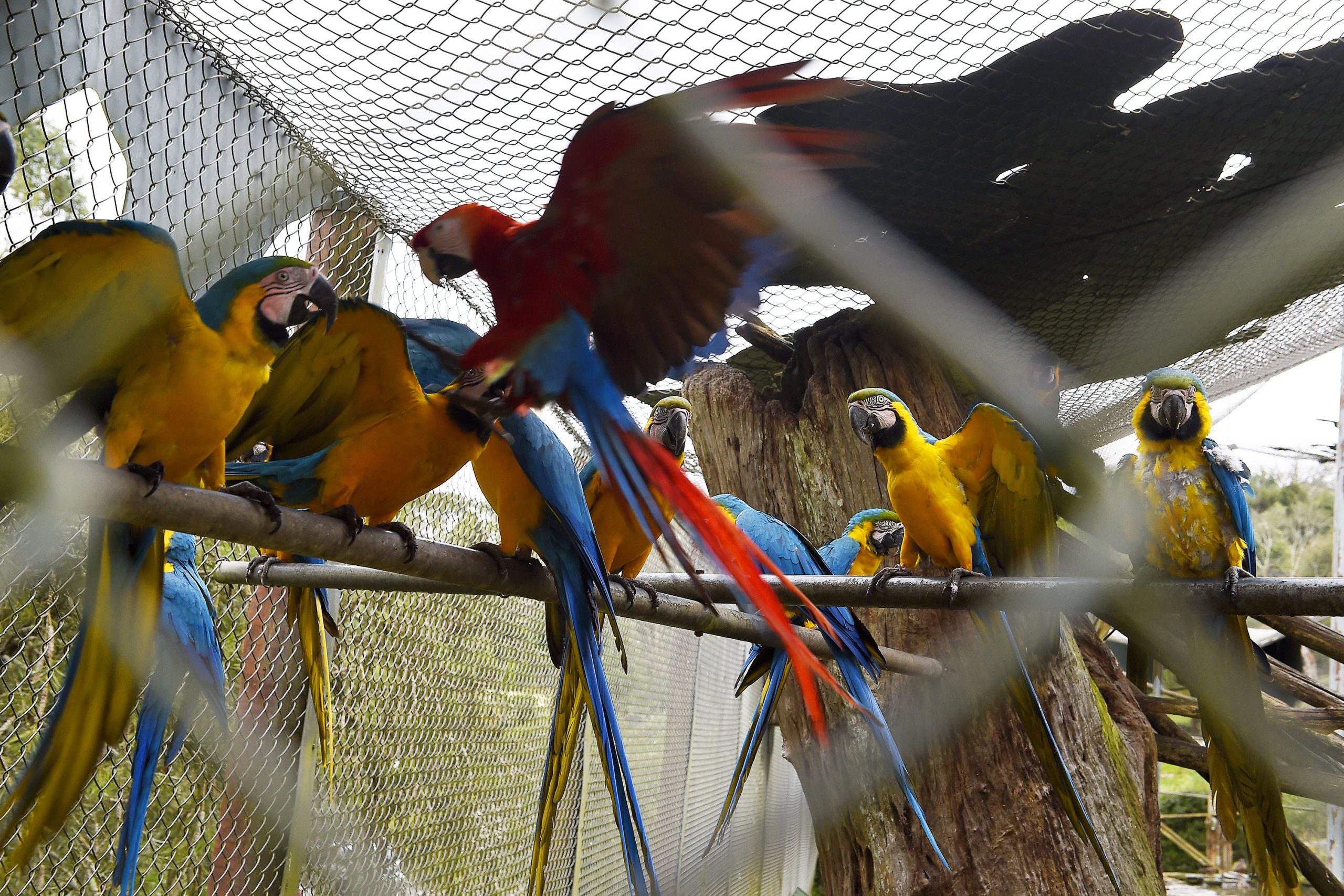 Parque das Aves