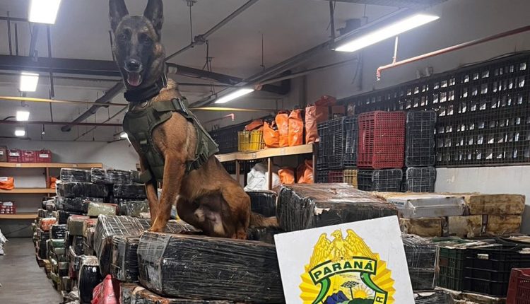 Cães