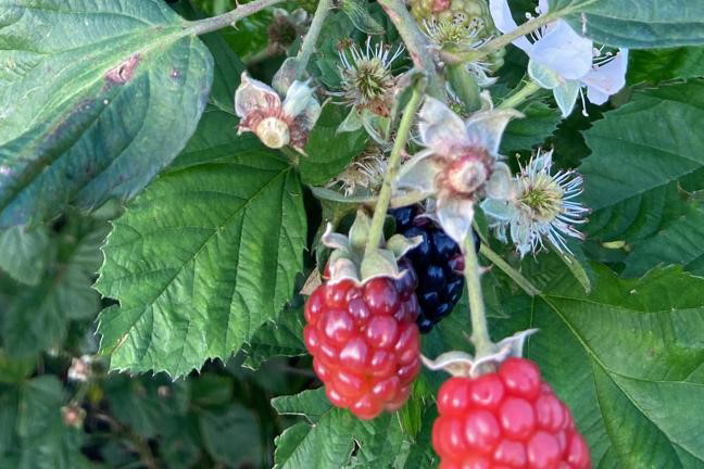 Rio Grande do Sul, Minas Gerais e Paraná lideram na produção de amora Crédito: IDR-PR/AEN