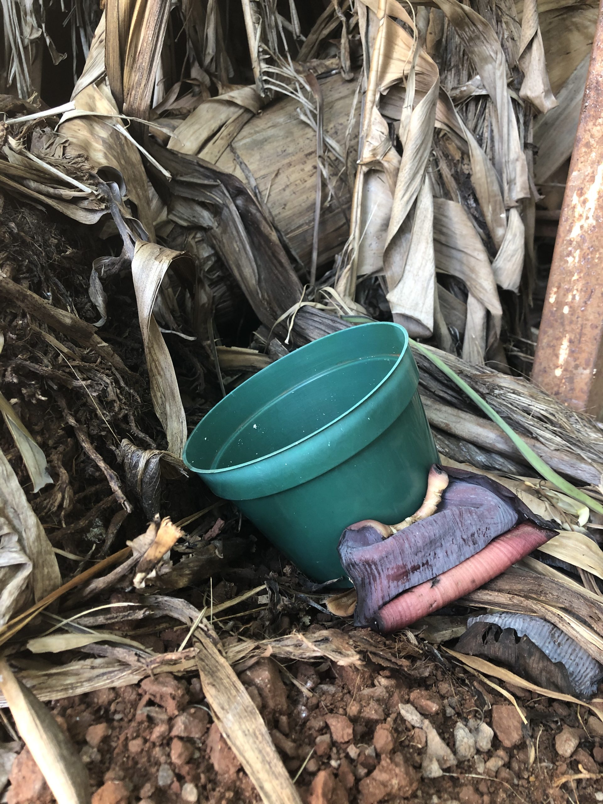 Há ainda um desafio a ser vencido no combate à dengue: os imóveis fechados ou abandonados Crédito: Franciele Mota/Arquivo JO