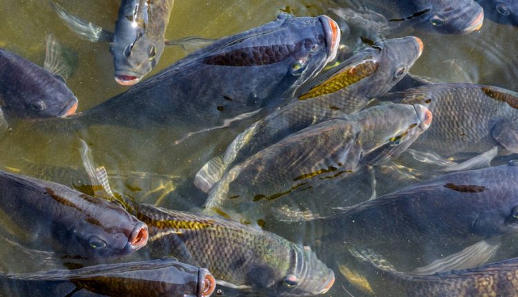A exemplo do bovino, do qual se aproveita tudo, pescado mostra que suas possibilidades vão muito além da produção de proteína Crédito: Sistema FAEP