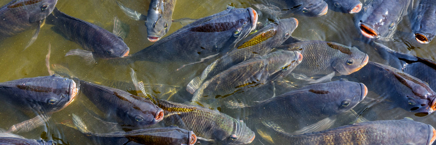 A exemplo do bovino, do qual se aproveita tudo, pescado mostra que suas possibilidades vão muito além da produção de proteína Crédito: Sistema FAEP