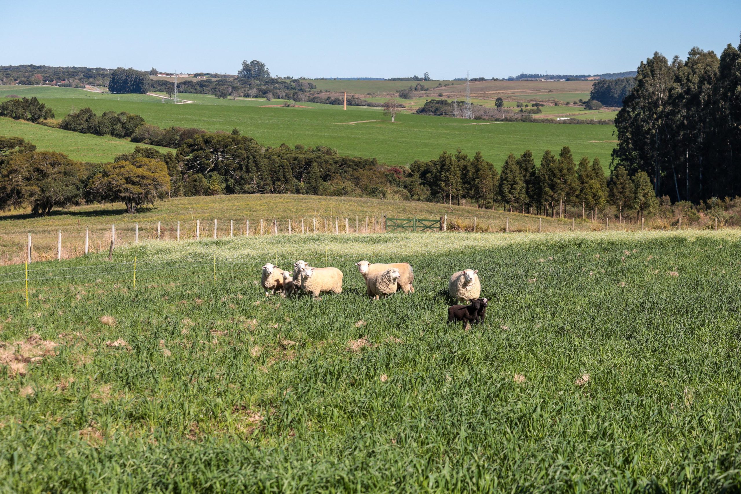 Crédito: Geraldo Bubniak/AEN