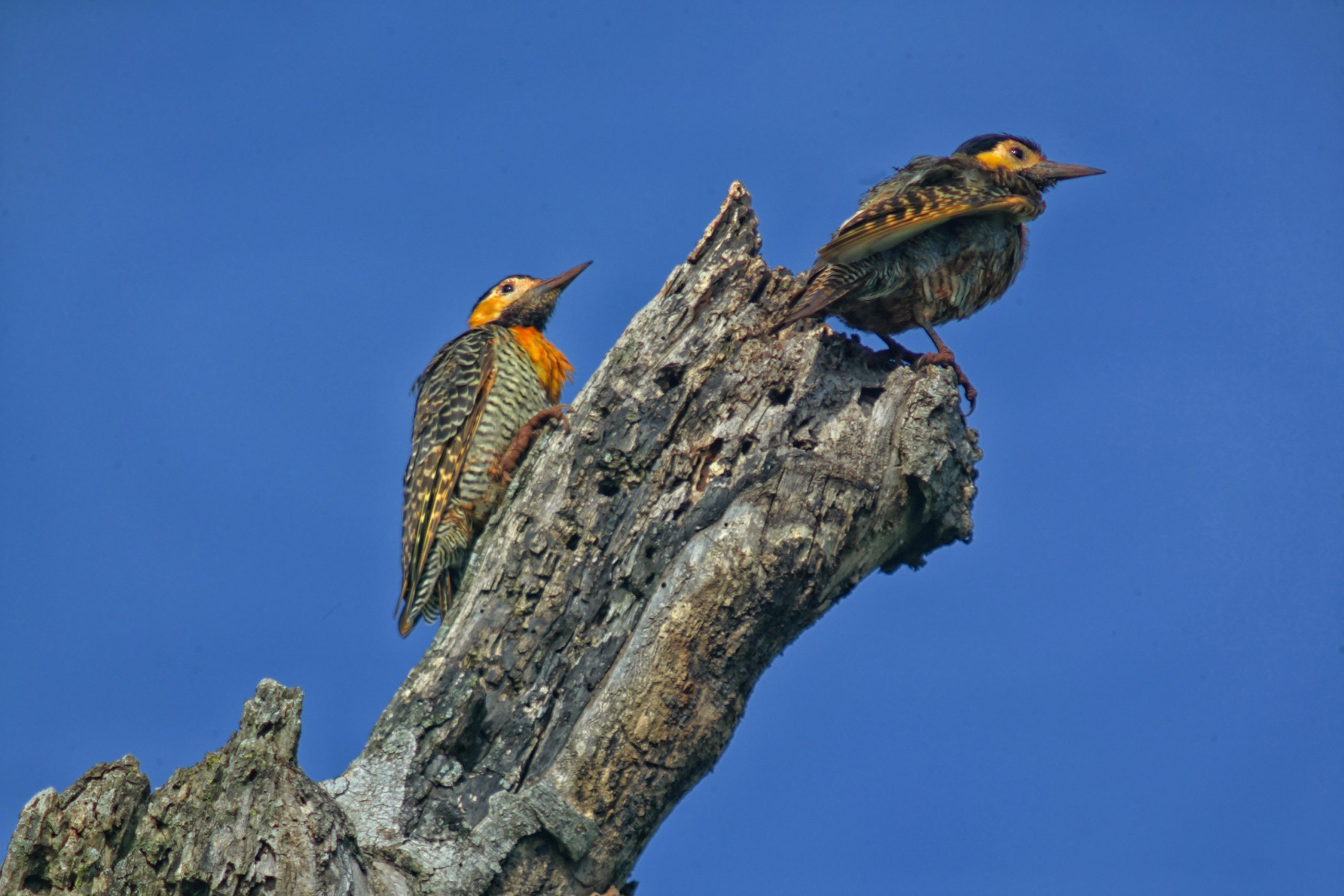 Conversão de Multas