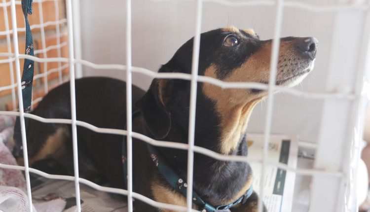 Evento da Secretaria da Saúde orientou idosos sobre prevenção de doenças crônicas e destacou a importância do Novembro Azul.