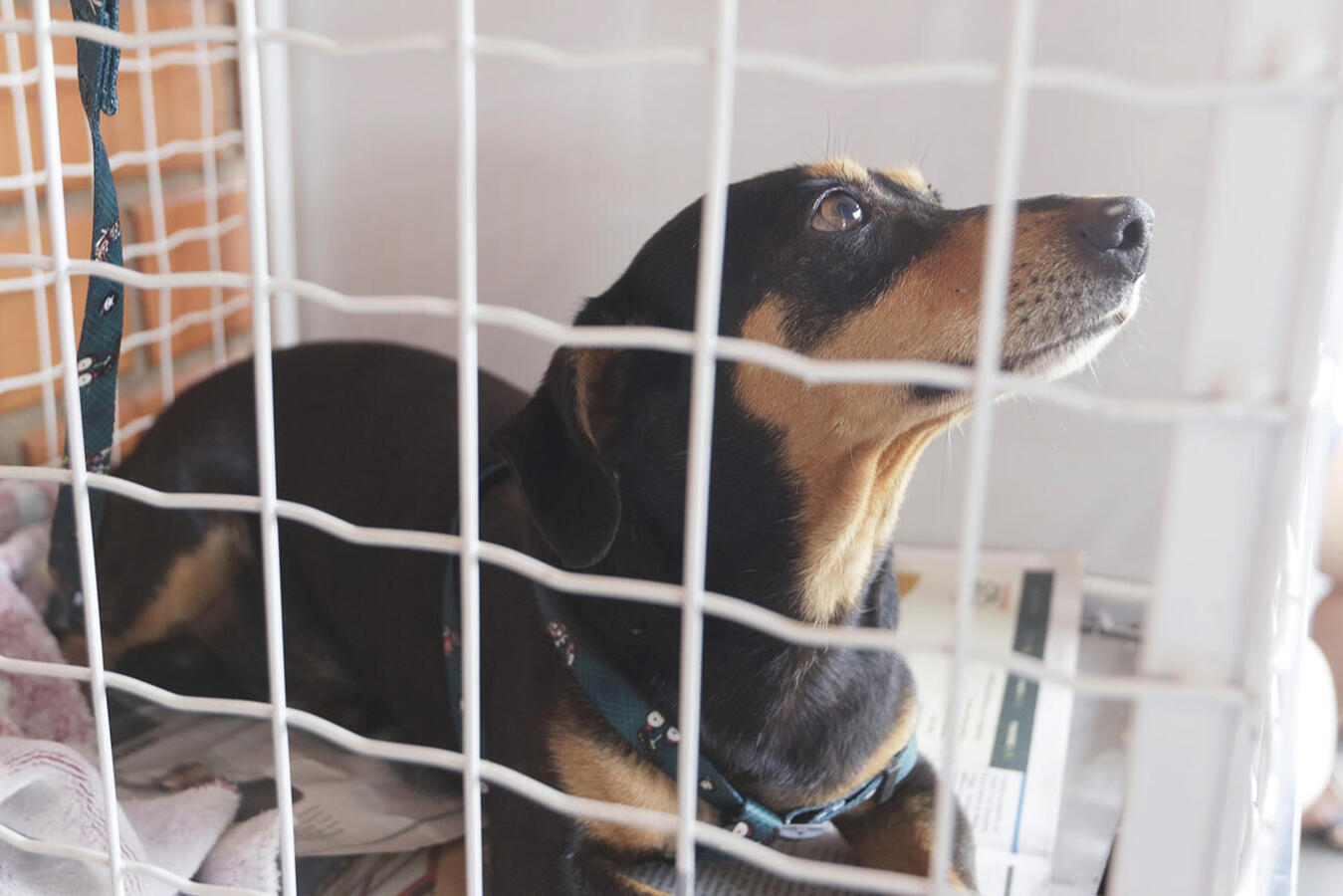Evento da Secretaria da Saúde orientou idosos sobre prevenção de doenças crônicas e destacou a importância do Novembro Azul.