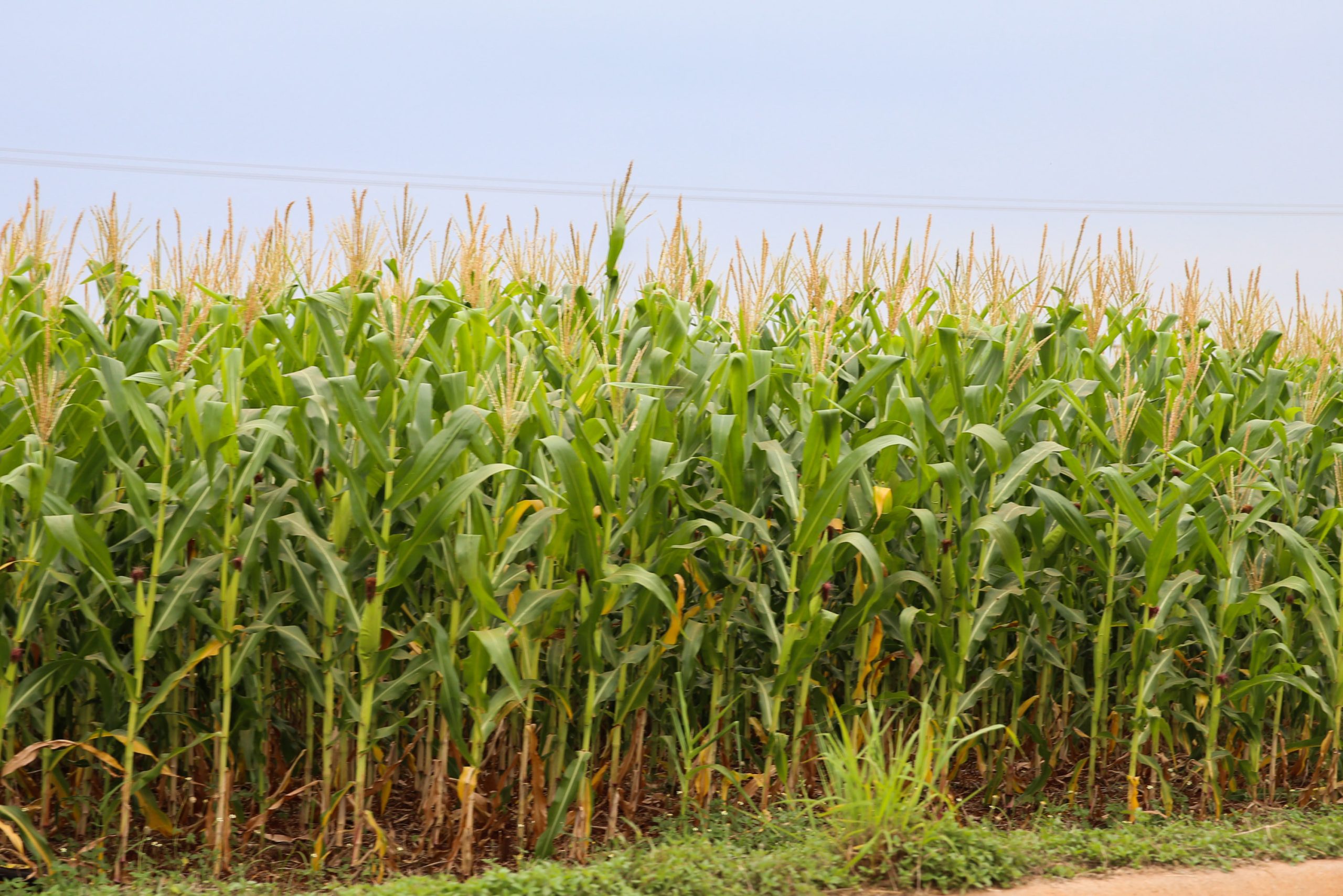 Crédito: Geraldo Bubniak/AEN