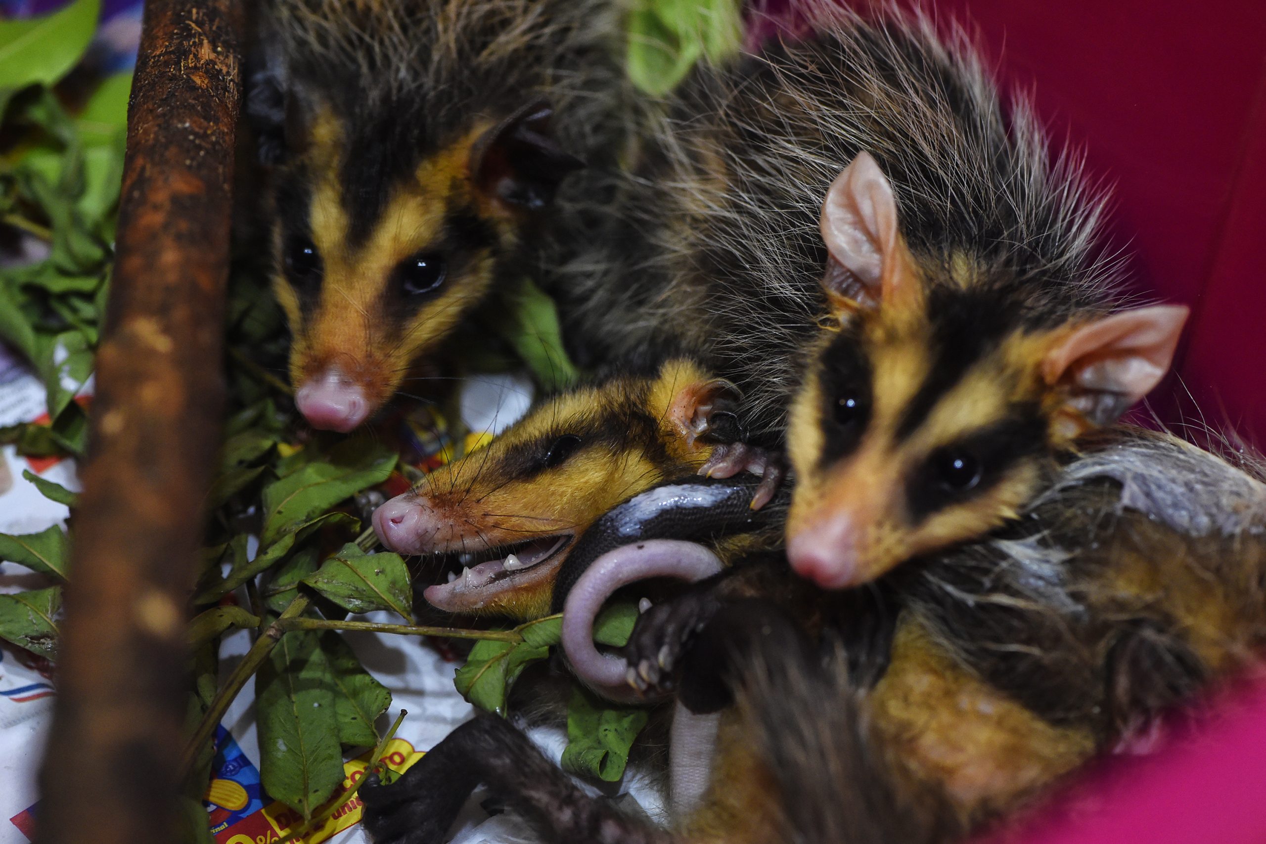 Crédito: Denis Ferreira Netto/SEDEST-PR