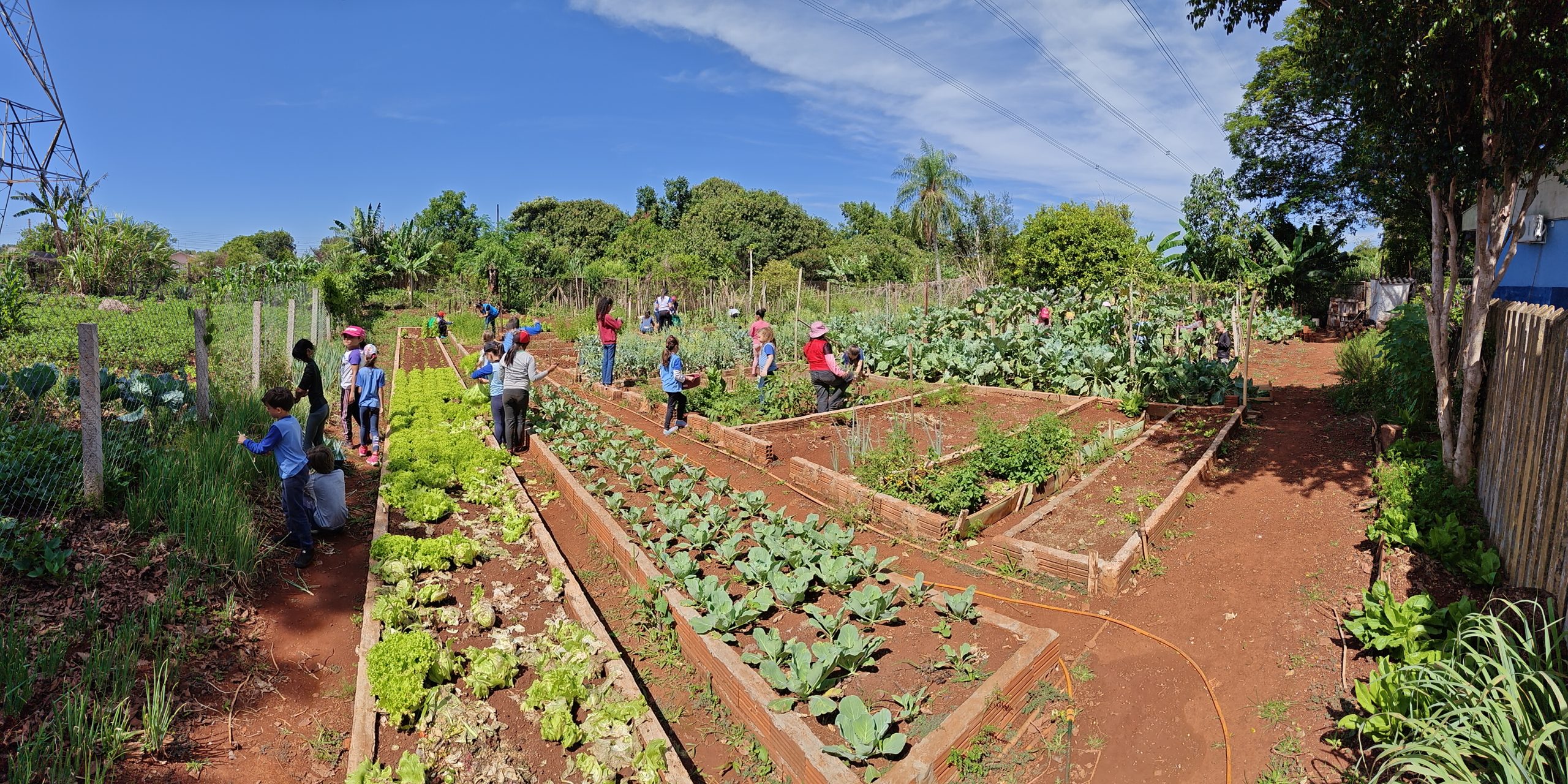 As crianças participam de todas as etapas que envolvem o cultivo das hortaliças Crédito: Marcelo Rocha