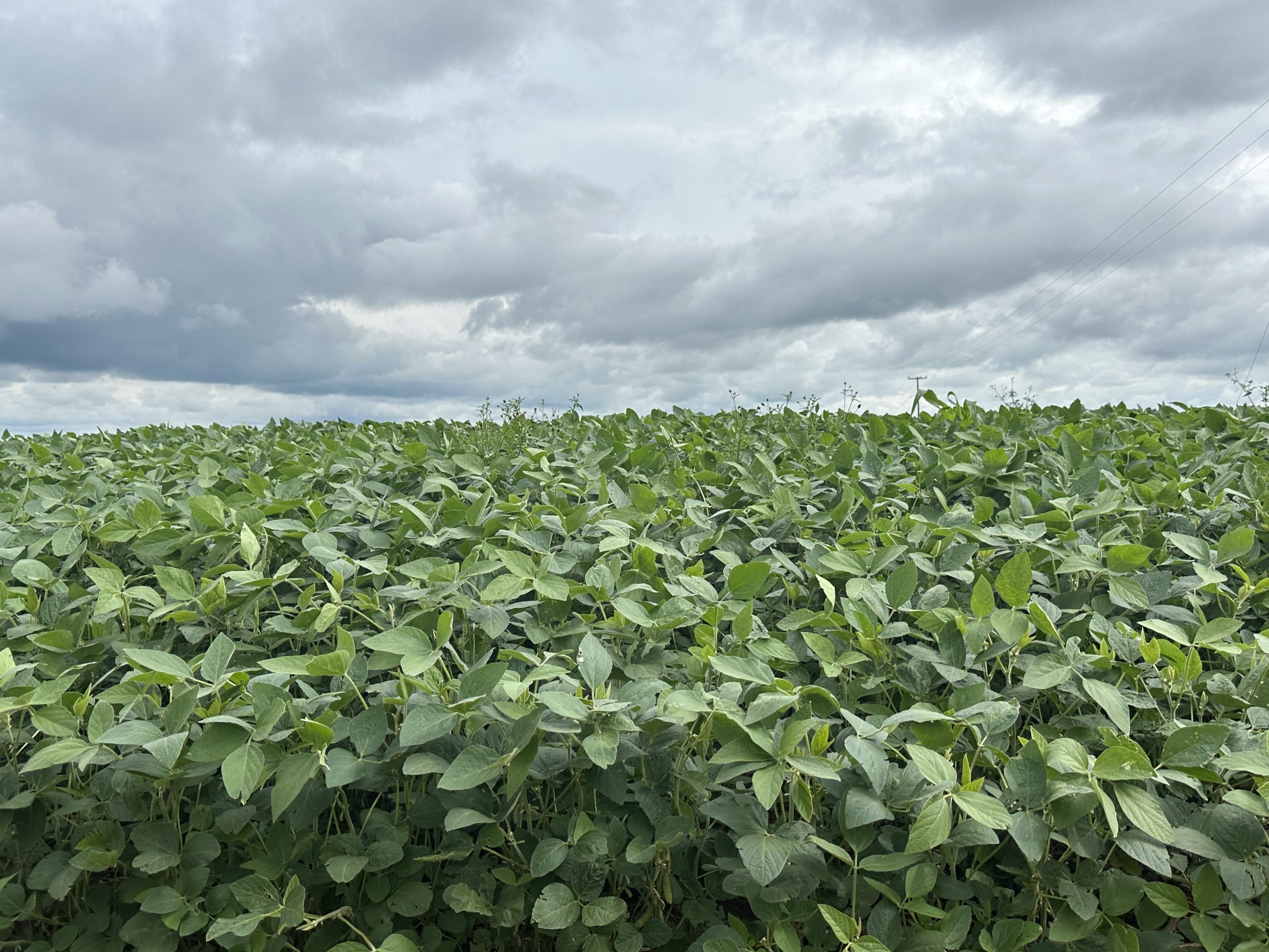 Enquanto a soja inicia fases importantes de floração e frutificação, o milho também mantém evolução satisfatória Crédito: Franciele Mota