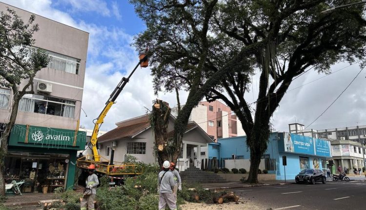 Objetivo é garantir a segurança e replantio será feito com espécies mais adaptadas às necessidades da área central da cidade Crédito: Prefeitura de Toledo