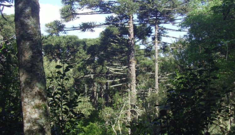 A erva-mate sombreada é cultivada entre outras espécies vegetais, muitas vezes em meio à mata nativa. Créditos: Serra das Araucárias