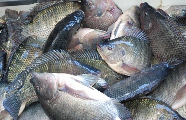 A suspensão é temporária, porque requer novas análises Crédito: Arquivo JO