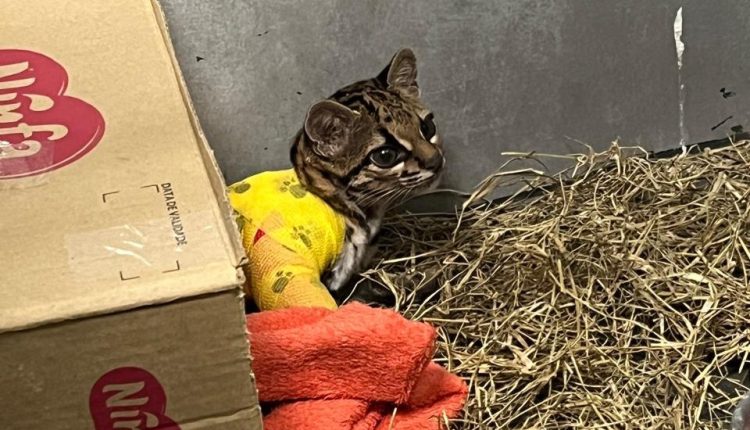 Crédito: IAT Cascavel