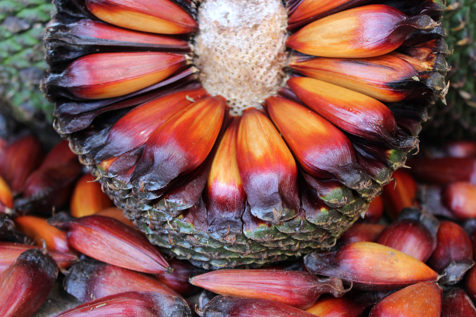 Crédito: Mauro Scharnik/IAT